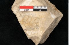 Foto (Detailansicht) von Aspidium filix mas Sw. (NHMW-GEO-2024-0188-11333)